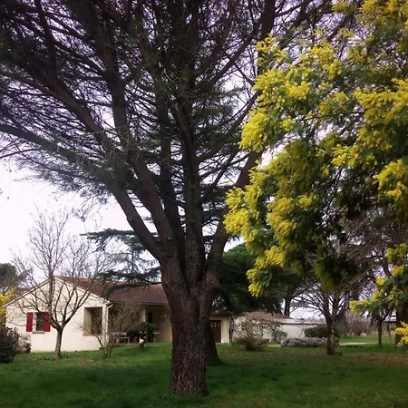 Les Mimosas Brens (Tarn)